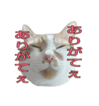たまごねこねこ3（個別スタンプ：4）