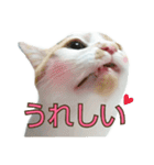 たまごねこねこ3（個別スタンプ：5）