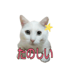 たまごねこねこ3（個別スタンプ：6）