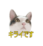 たまごねこねこ3（個別スタンプ：9）