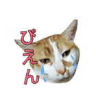 たまごねこねこ3（個別スタンプ：10）
