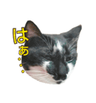 たまごねこねこ3（個別スタンプ：11）