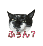 たまごねこねこ3（個別スタンプ：12）