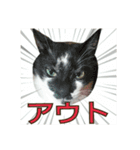 たまごねこねこ3（個別スタンプ：13）