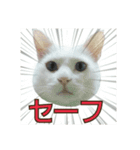 たまごねこねこ3（個別スタンプ：14）