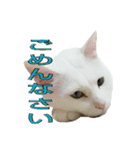 たまごねこねこ3（個別スタンプ：15）