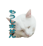 たまごねこねこ3（個別スタンプ：16）
