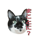 たまごねこねこ3（個別スタンプ：17）