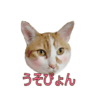 たまごねこねこ3（個別スタンプ：18）