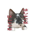たまごねこねこ3（個別スタンプ：20）