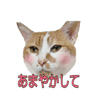 たまごねこねこ3（個別スタンプ：21）
