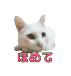 たまごねこねこ3（個別スタンプ：22）