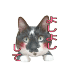 たまごねこねこ3（個別スタンプ：23）