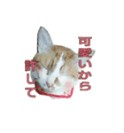 たまごねこねこ3（個別スタンプ：24）