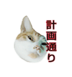 たまごねこねこ3（個別スタンプ：25）