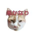 たまごねこねこ3（個別スタンプ：26）
