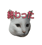 たまごねこねこ3（個別スタンプ：27）