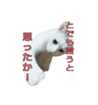 たまごねこねこ3（個別スタンプ：28）
