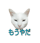 たまごねこねこ3（個別スタンプ：29）