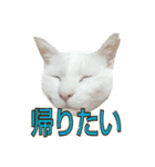 たまごねこねこ3（個別スタンプ：30）