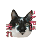 たまごねこねこ3（個別スタンプ：31）