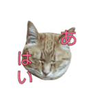 たまごねこねこ3（個別スタンプ：32）