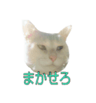 たまごねこねこ3（個別スタンプ：33）