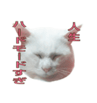 たまごねこねこ3（個別スタンプ：35）