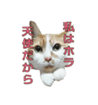 たまごねこねこ3（個別スタンプ：36）