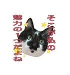 たまごねこねこ3（個別スタンプ：37）