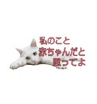 たまごねこねこ3（個別スタンプ：38）