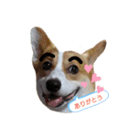 コーギー犬メルのスタンプ第一段（個別スタンプ：1）