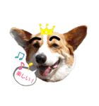 コーギー犬メルのスタンプ第一段（個別スタンプ：2）