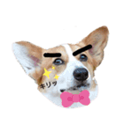 コーギー犬メルのスタンプ第一段（個別スタンプ：3）