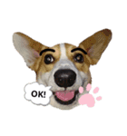 コーギー犬メルのスタンプ第一段（個別スタンプ：4）