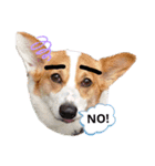 コーギー犬メルのスタンプ第一段（個別スタンプ：5）