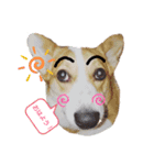 コーギー犬メルのスタンプ第一段（個別スタンプ：6）