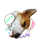 コーギー犬メルのスタンプ第一段（個別スタンプ：7）