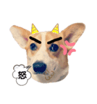 コーギー犬メルのスタンプ第一段（個別スタンプ：8）