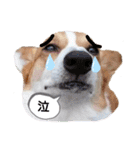 コーギー犬メルのスタンプ第一段（個別スタンプ：9）