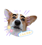 コーギー犬メルのスタンプ第一段（個別スタンプ：10）