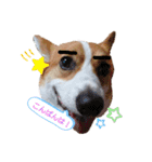コーギー犬メルのスタンプ第一段（個別スタンプ：11）