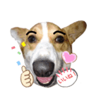 コーギー犬メルのスタンプ第一段（個別スタンプ：12）