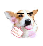 コーギー犬メルのスタンプ第一段（個別スタンプ：14）
