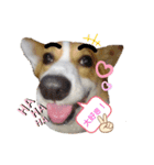 コーギー犬メルのスタンプ第一段（個別スタンプ：16）