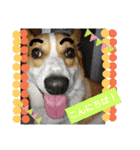 コーギー犬メルのスタンプ第二段（個別スタンプ：2）