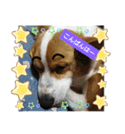 コーギー犬メルのスタンプ第二段（個別スタンプ：3）