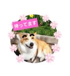コーギー犬メルのスタンプ第二段（個別スタンプ：5）