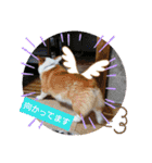 コーギー犬メルのスタンプ第二段（個別スタンプ：7）