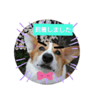 コーギー犬メルのスタンプ第二段（個別スタンプ：8）